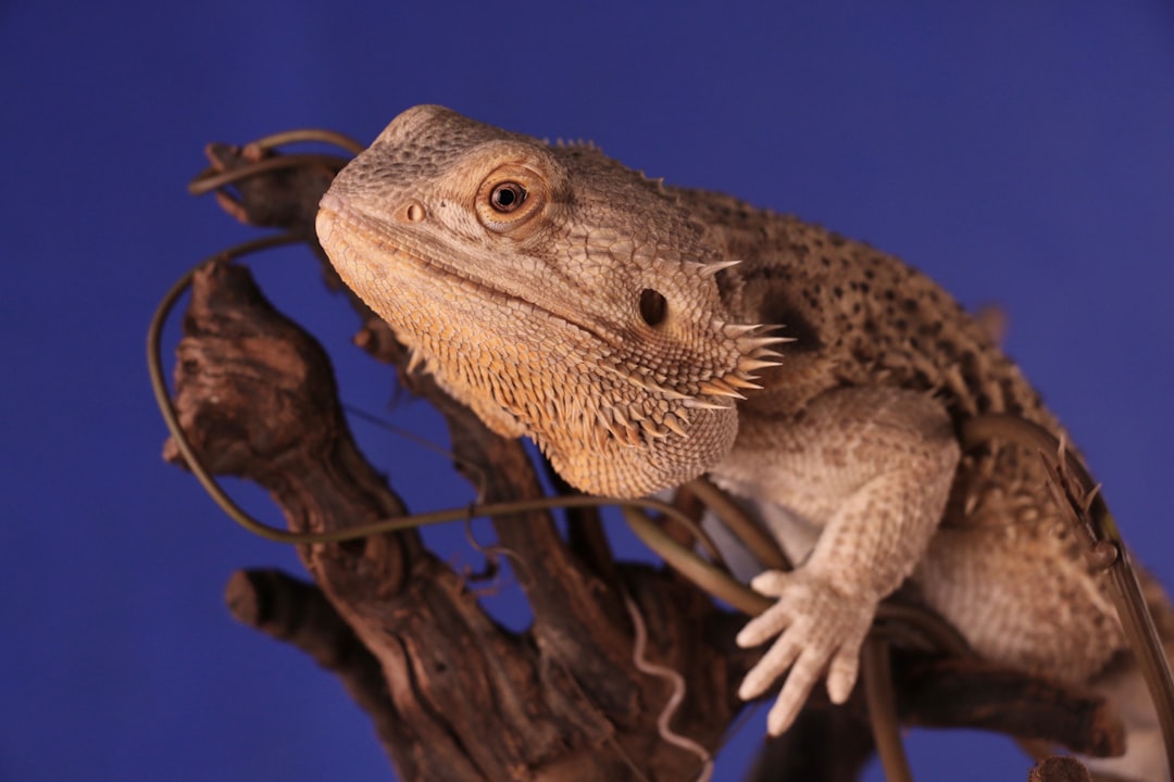 Photo Crocodile skink - Reptile, Skink